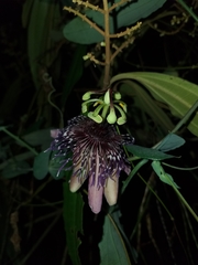 Passiflora smithii