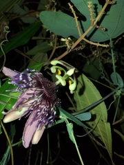 Passiflora smithii