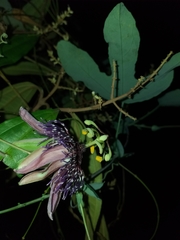 Passiflora smithii
