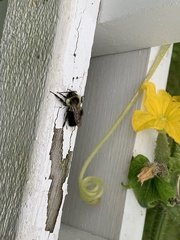 Bombus impatiens