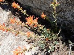 Castilleja applegatei