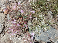 Sabulina nuttallii