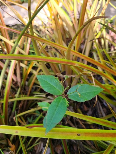 Euphorbia oerstediana