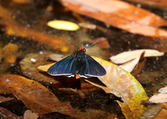 Pyrrhopyge charybdis