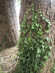 Hedera helix