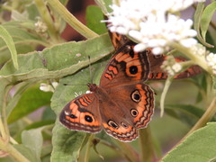Junonia evarete