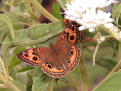 Junonia evarete