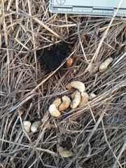 Centrocercus urophasianus