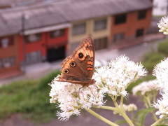 Junonia evarete