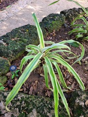 Ananas comosus comosus