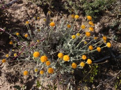 Thymophylla setifolia