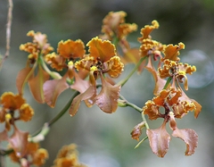 Cyrtochilum trifurcatum