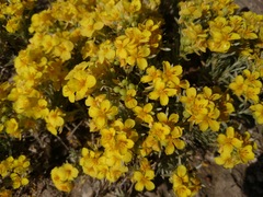 Physaria argyraea