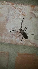 Gnaphalodes trachyderoides