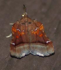 Clydonopteron sacculana