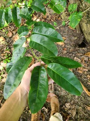 Nectandra patens