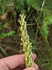 Platanthera huronensis