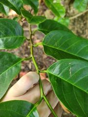 Nectandra patens