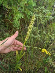 Platanthera huronensis