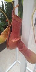 Nepenthes alata × ventricosa