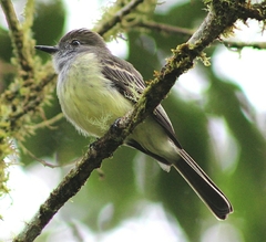 Myiarchus cephalotes