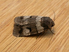 Thoracolopha flexirena