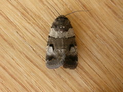 Thoracolopha flexirena