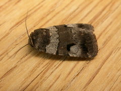 Thoracolopha flexirena