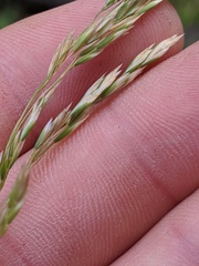 Graphephorum melicoides