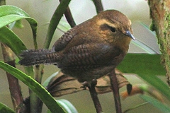 Troglodytes solstitialis