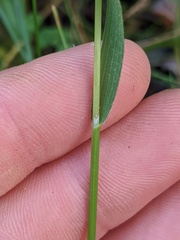 Graphephorum melicoides