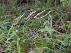 Graphephorum melicoides