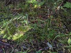 Graphephorum melicoides