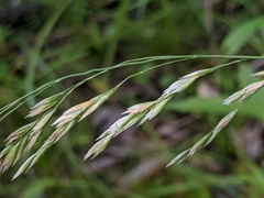 Graphephorum melicoides