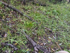 Graphephorum melicoides