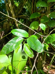 Nectandra patens