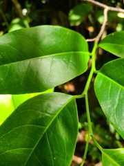 Nectandra patens