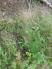 Calamagrostis purpurea