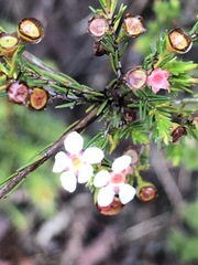 Euryomyrtus ramosissima ramosissima