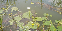 Nymphaea gracilis