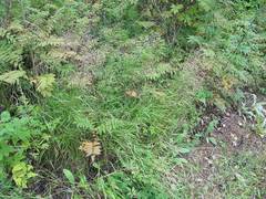 Calamagrostis purpurea