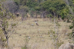 Damaliscus lunatus lunatus