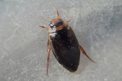 Coptotomus