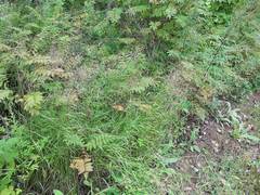 Calamagrostis purpurea