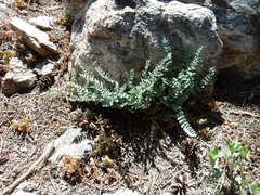 Pellaea bridgesii