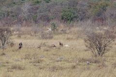 Damaliscus lunatus lunatus