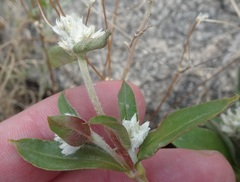 Gomphrena sonorae