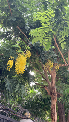 Cassia fistula