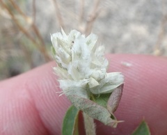 Gomphrena sonorae