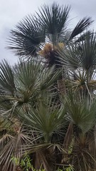 Trithrinax schizophylla